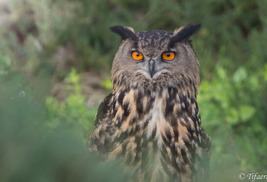 grand duc