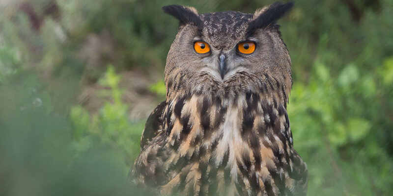 grand duc