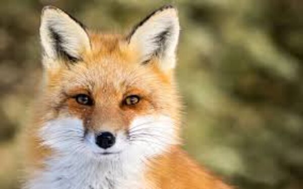 assos le renard